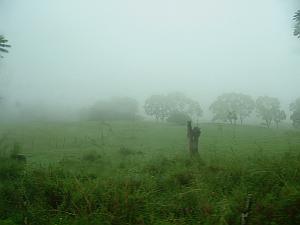 Back into the cloud forest near the summit of Santa Cruz, in the Galapagos Islands.